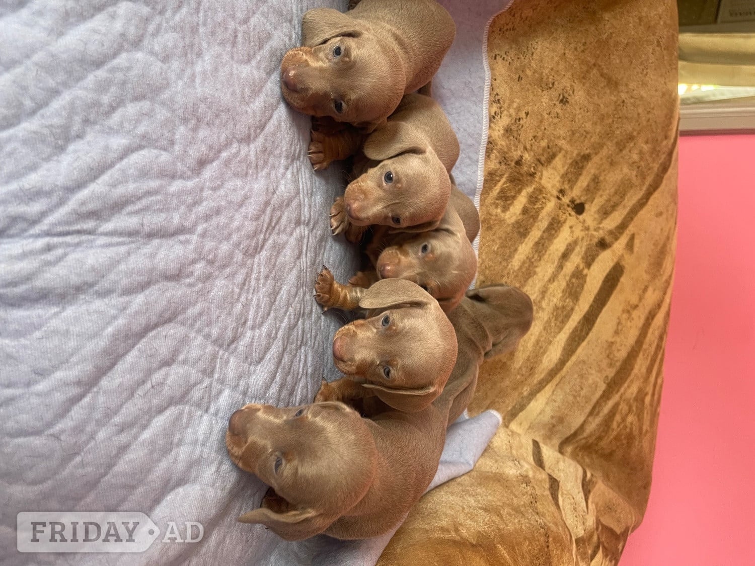 Kc miniature dachshund puppies - Dogs & Puppies in Basildon