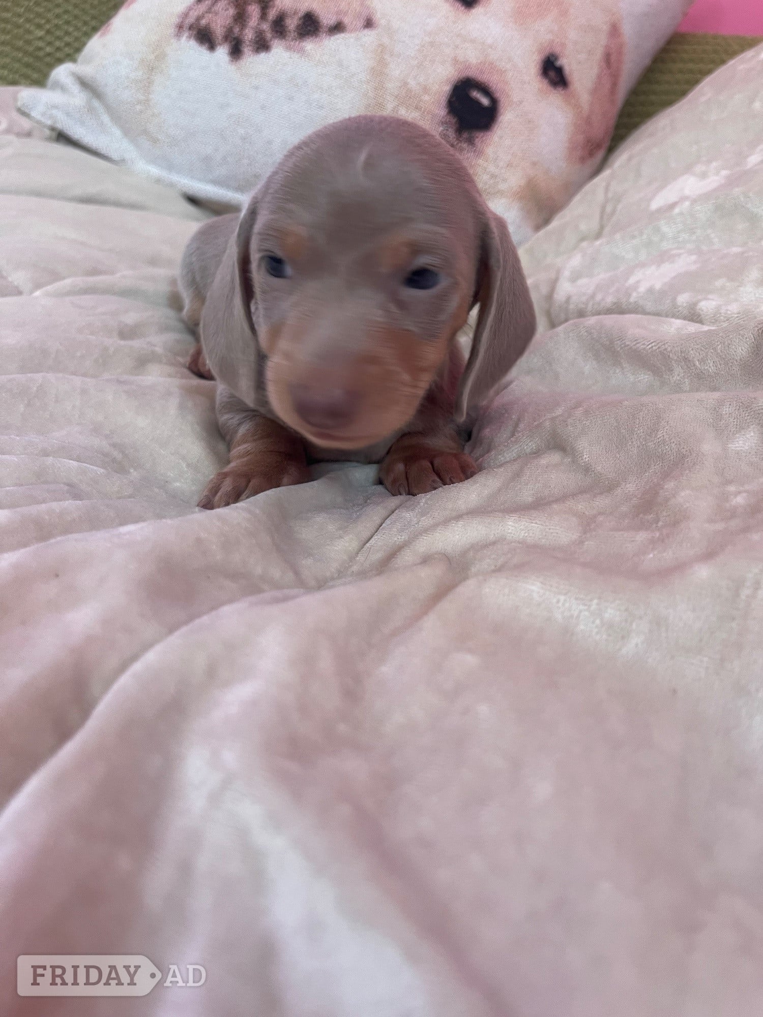miniature dachshund puppies - Dogs & Puppies