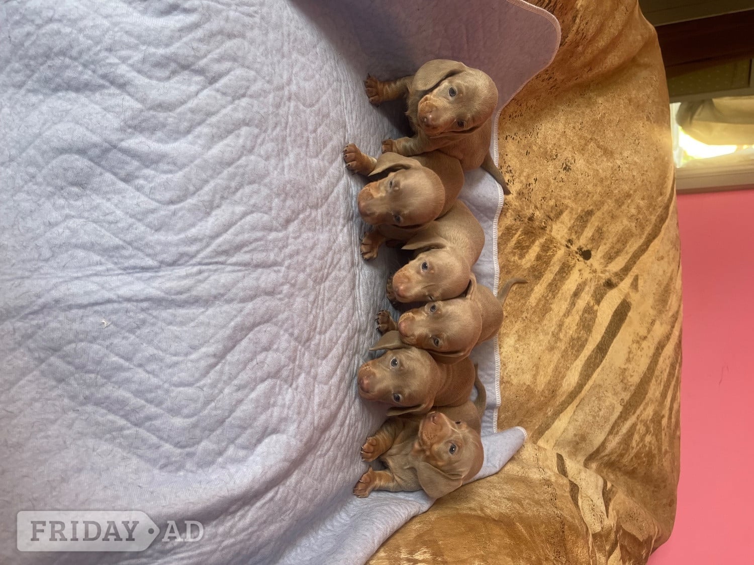 Kc miniature dachshund puppies - Dogs & Puppies