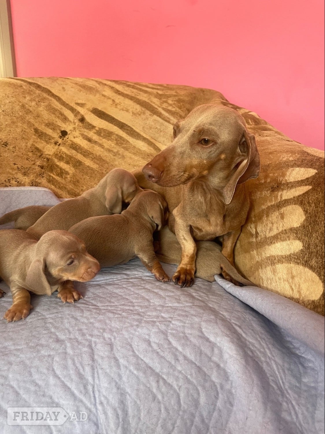 miniature dachshund puppies