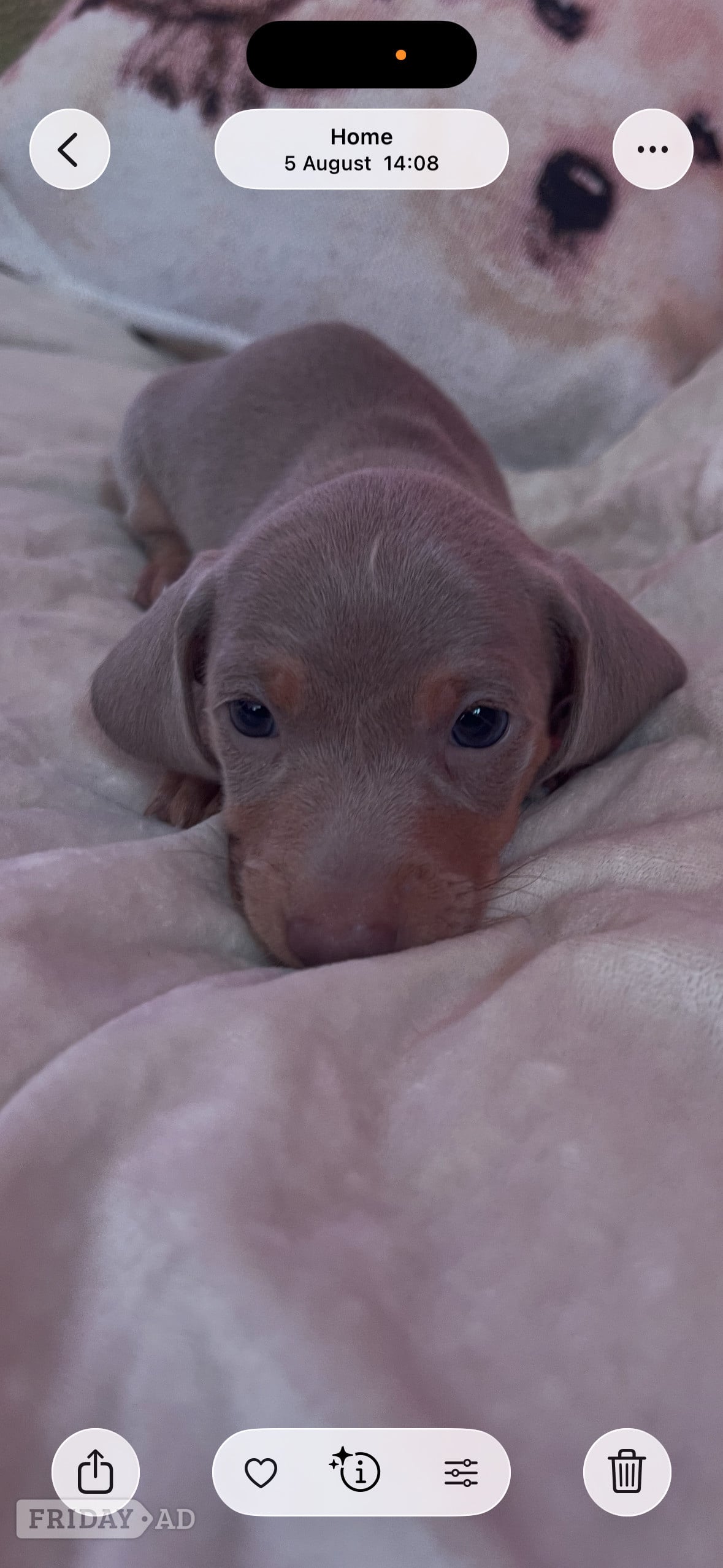  Pedigree miniature dachshund puppies - Dogs & Puppies in Basildon