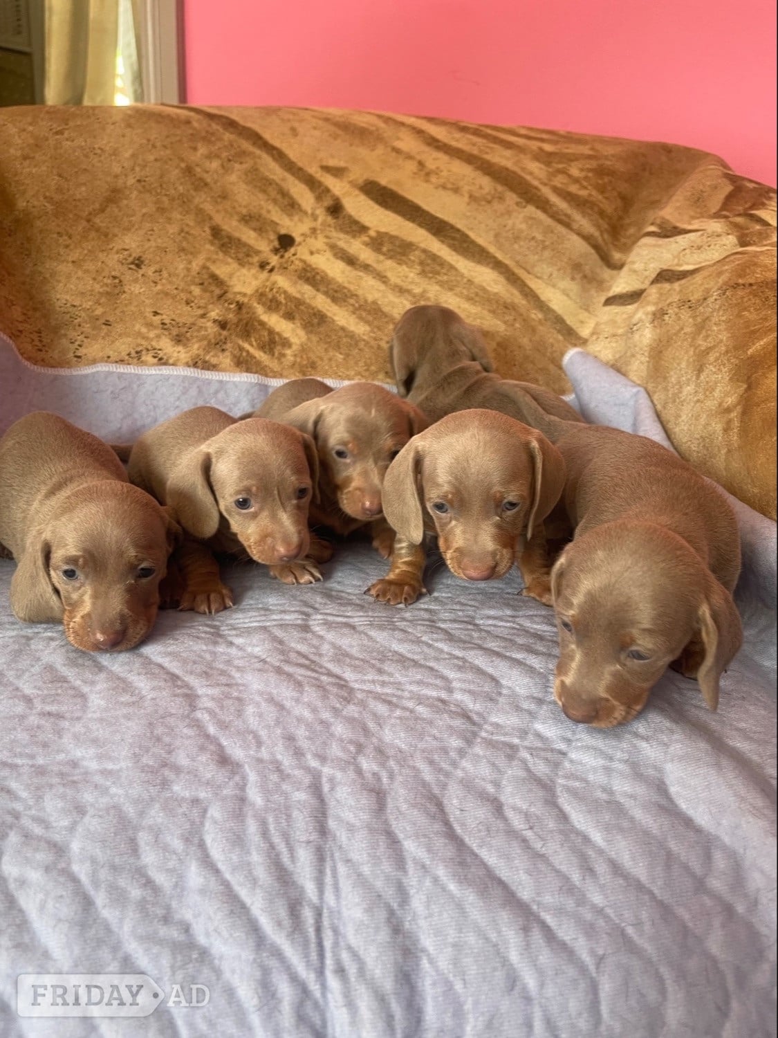  Pedigree miniature dachshund puppies in Basildon