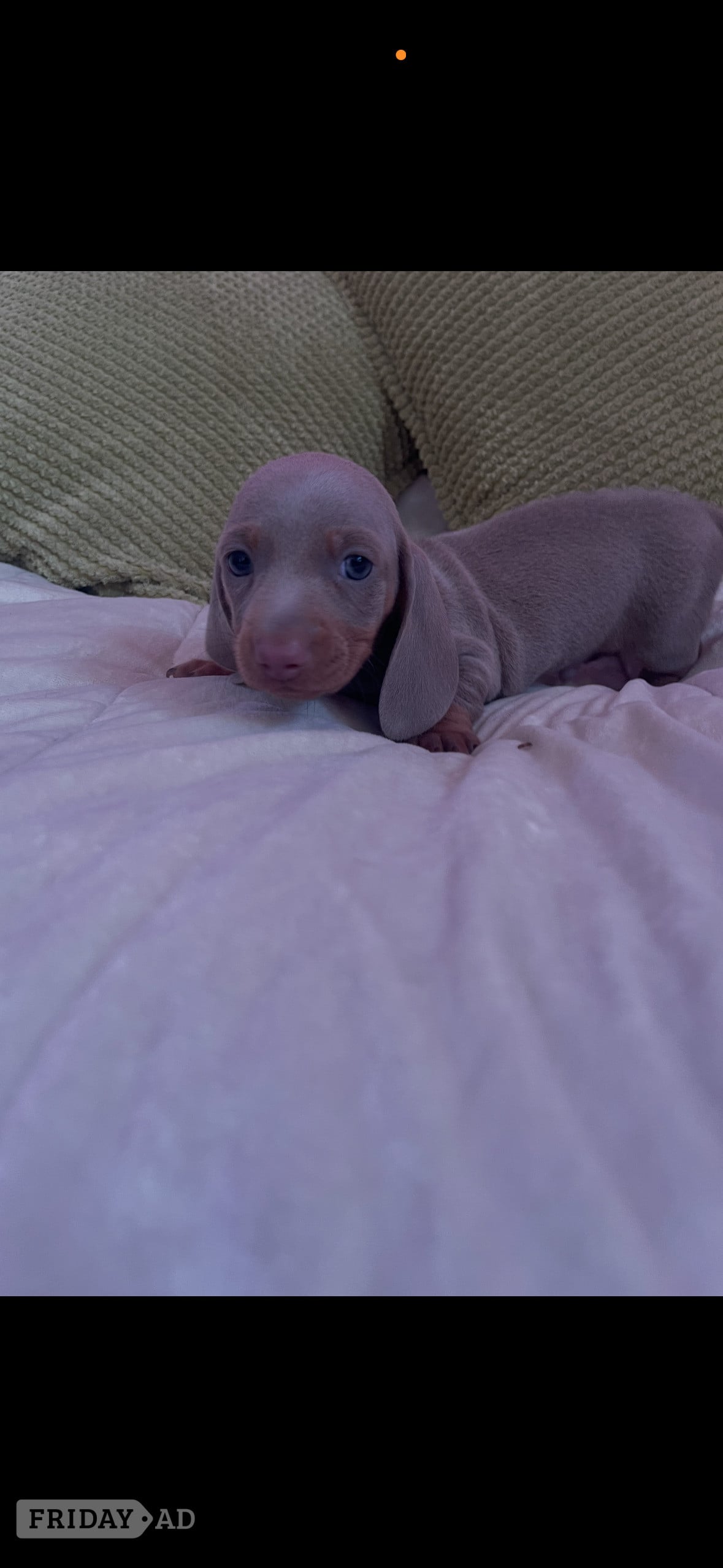  Pedigree miniature dachshund puppies - Dogs & Puppies