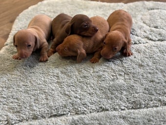 Miniature Dachshund puppies