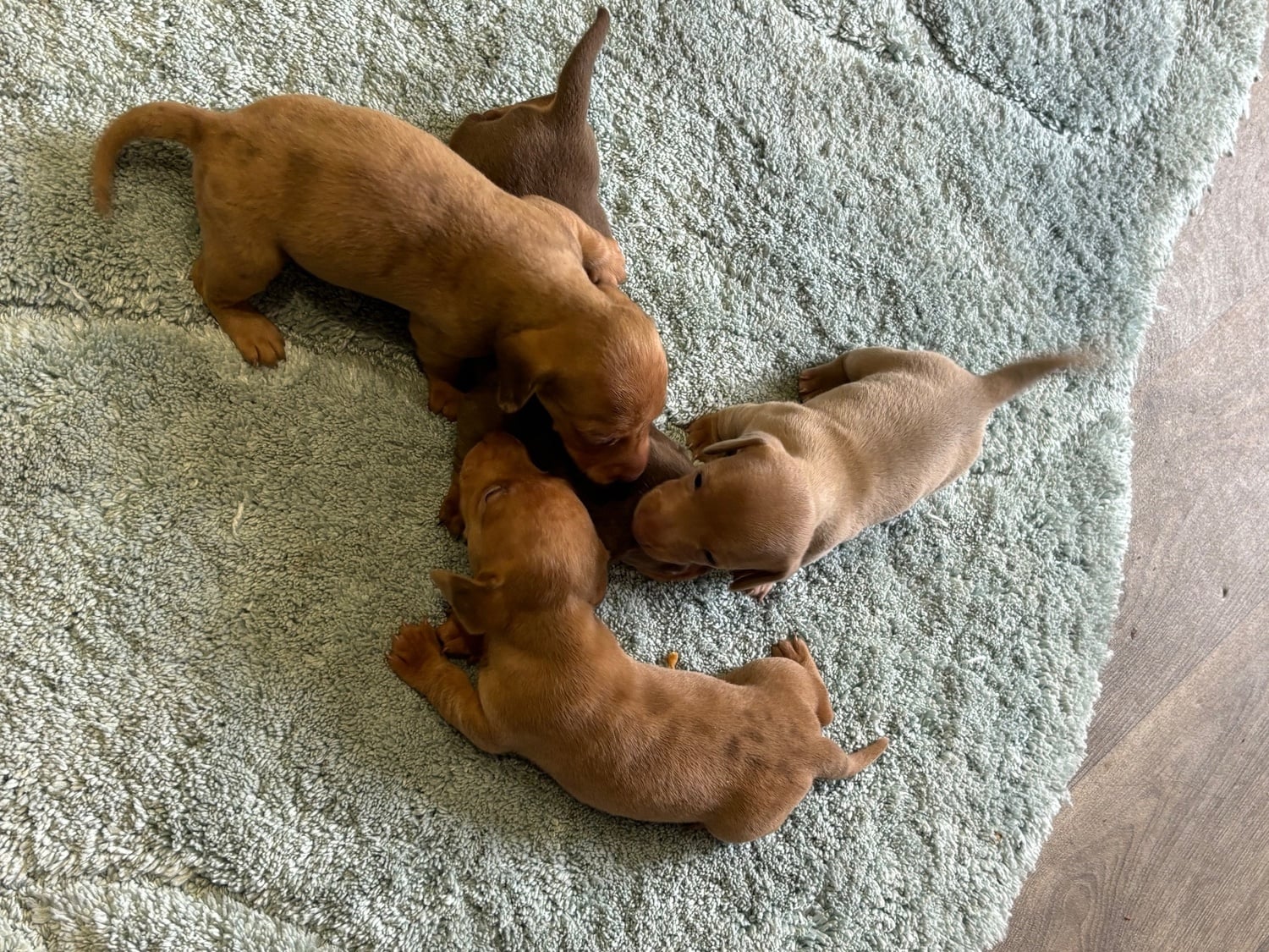 Miniature Dachshund puppies