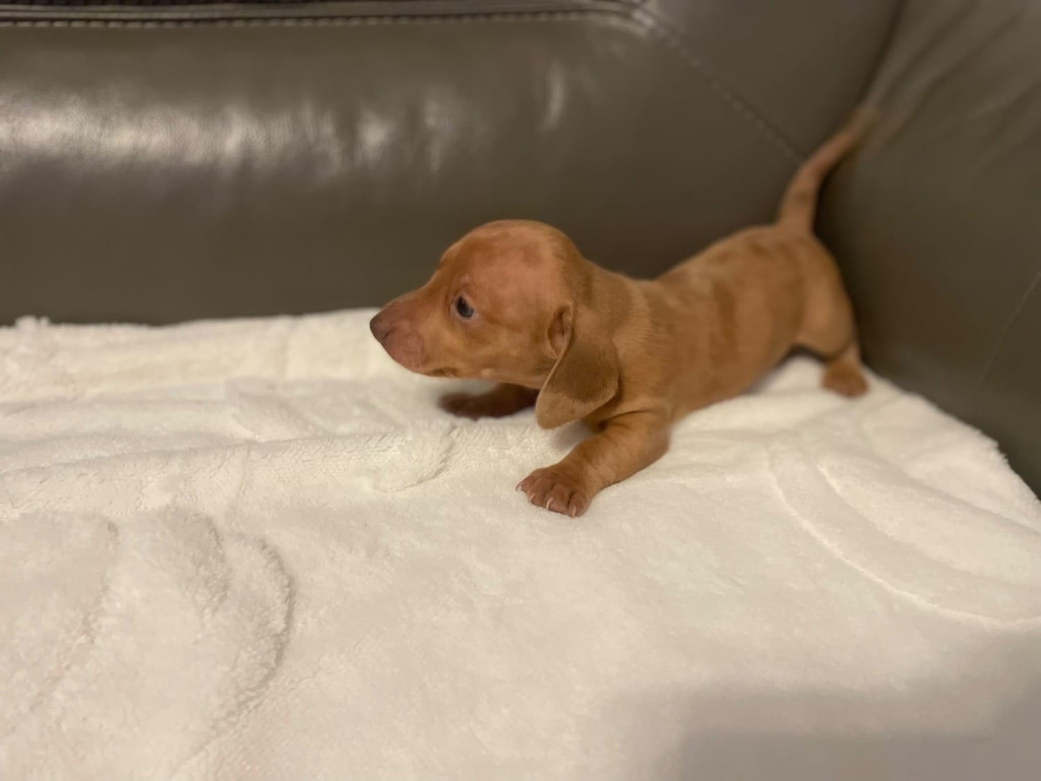 Luton Miniature Dachshund puppies