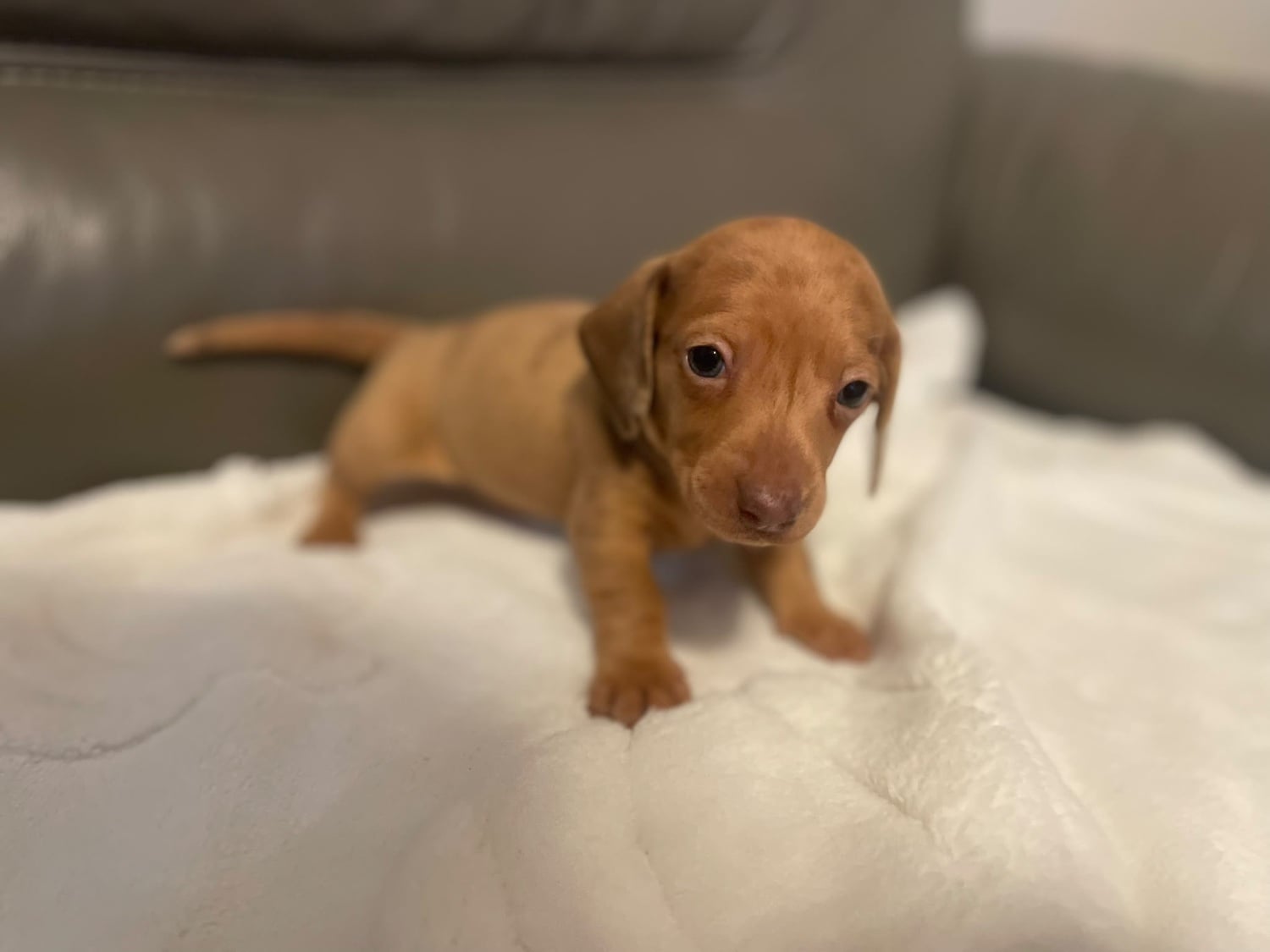 Miniature Dachshund puppies - Dogs & Puppies in Luton