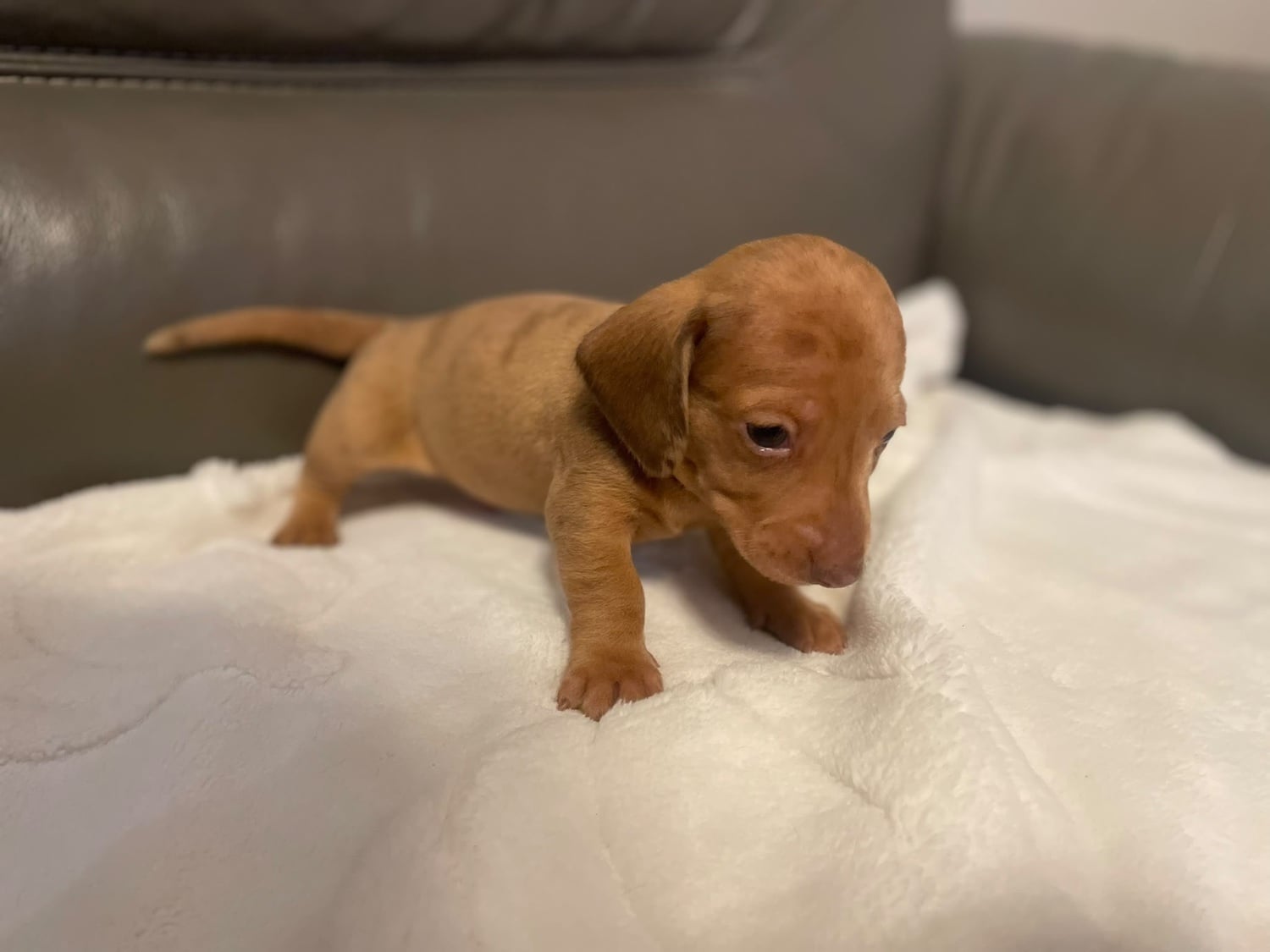 Miniature Dachshund puppies - Dogs & Puppies