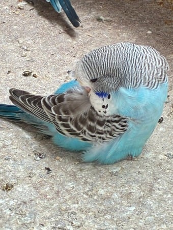Baby Budgies  for sale