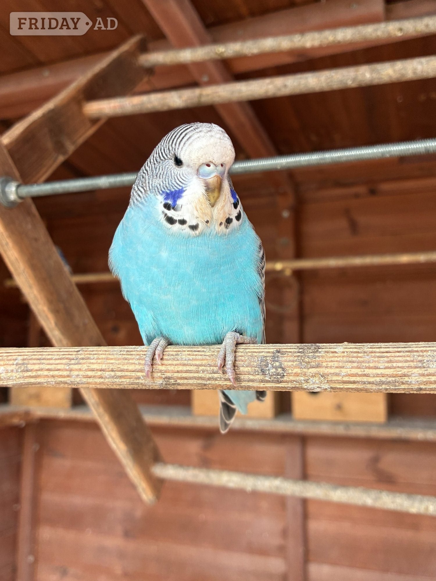 Baby Budgies  for sale