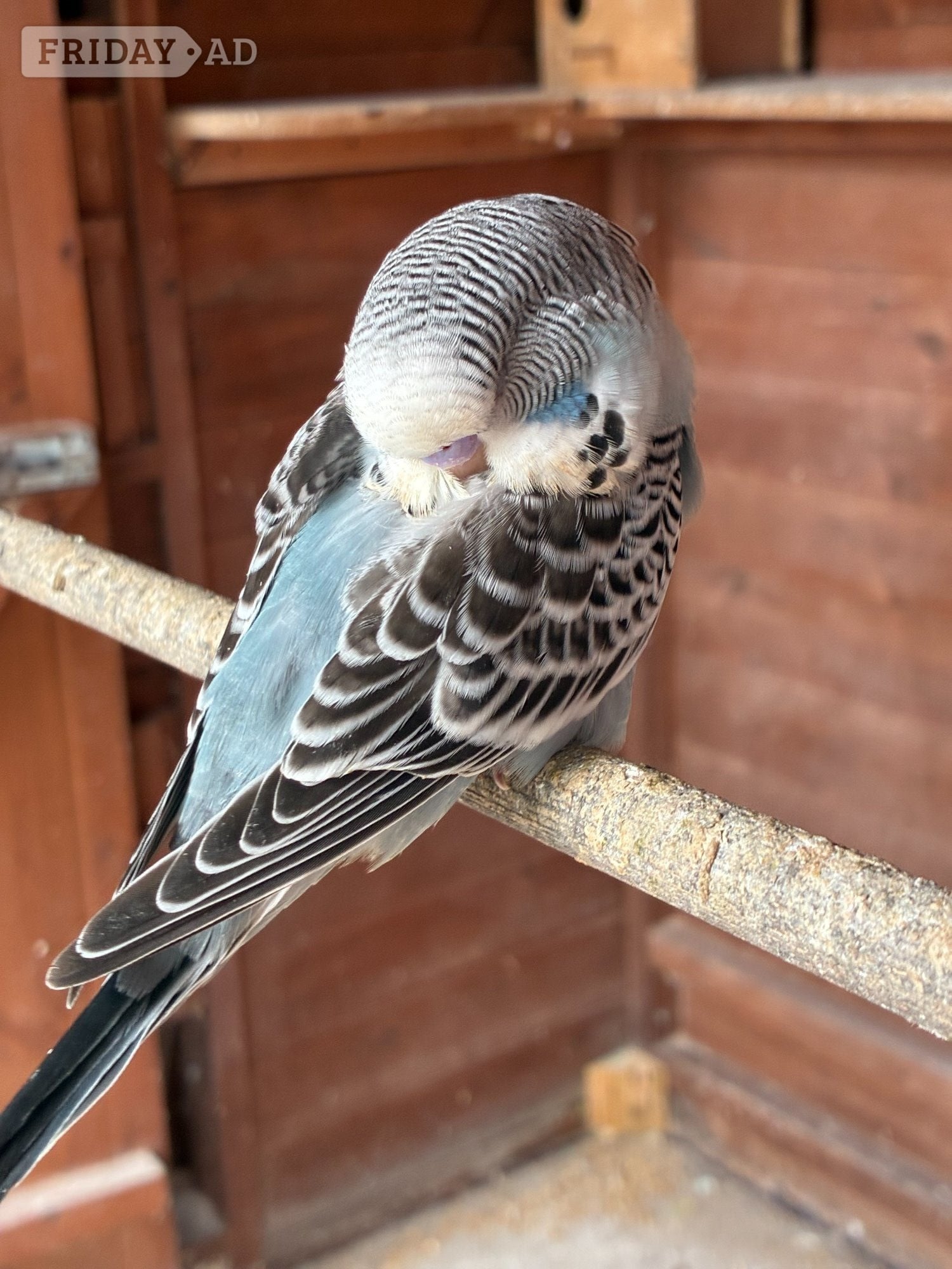 Bexhill-On-Sea Baby Budgies  for sale