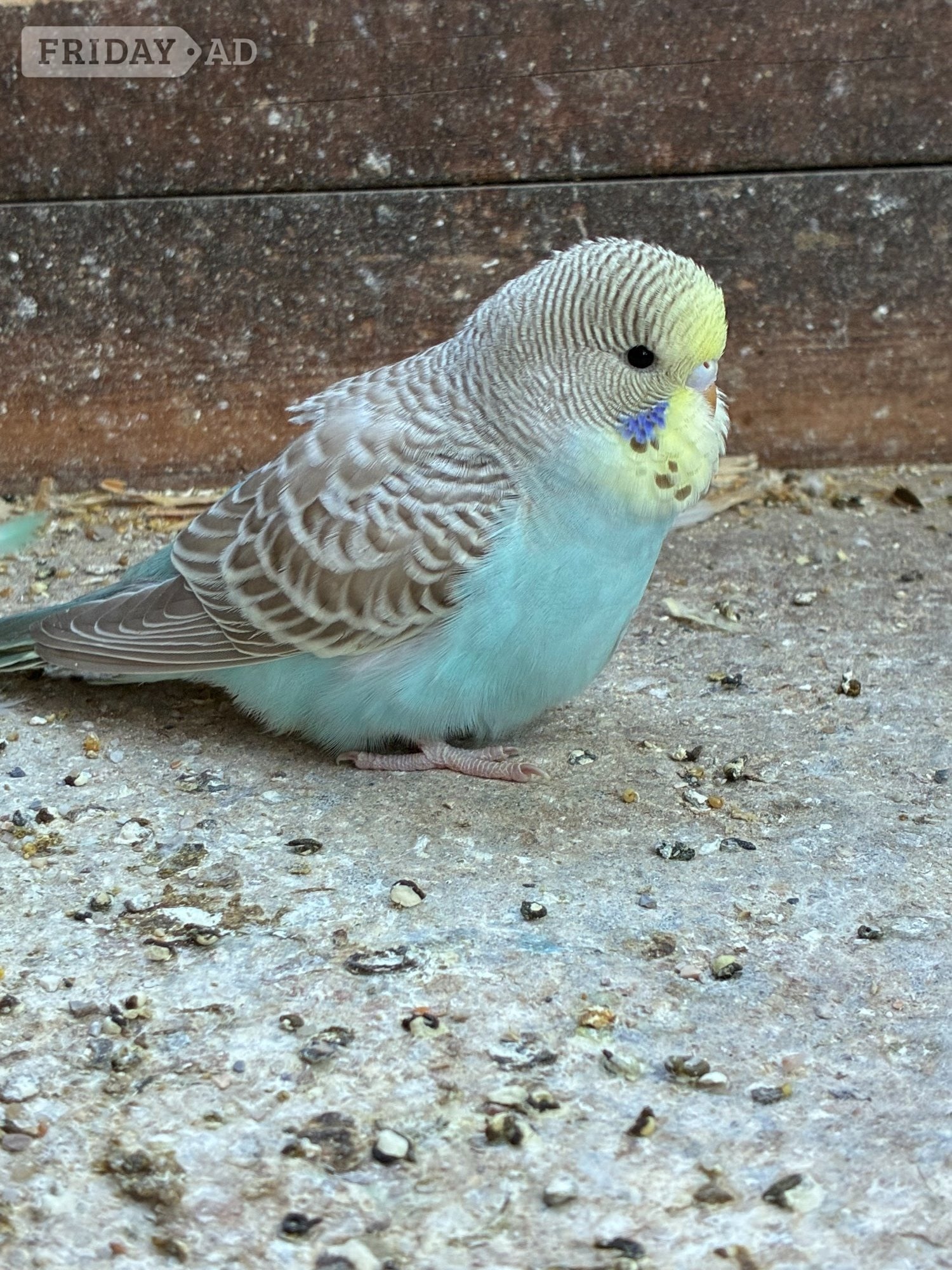 Baby Budgies  for sale - Other Pets in Bexhill-On-Sea