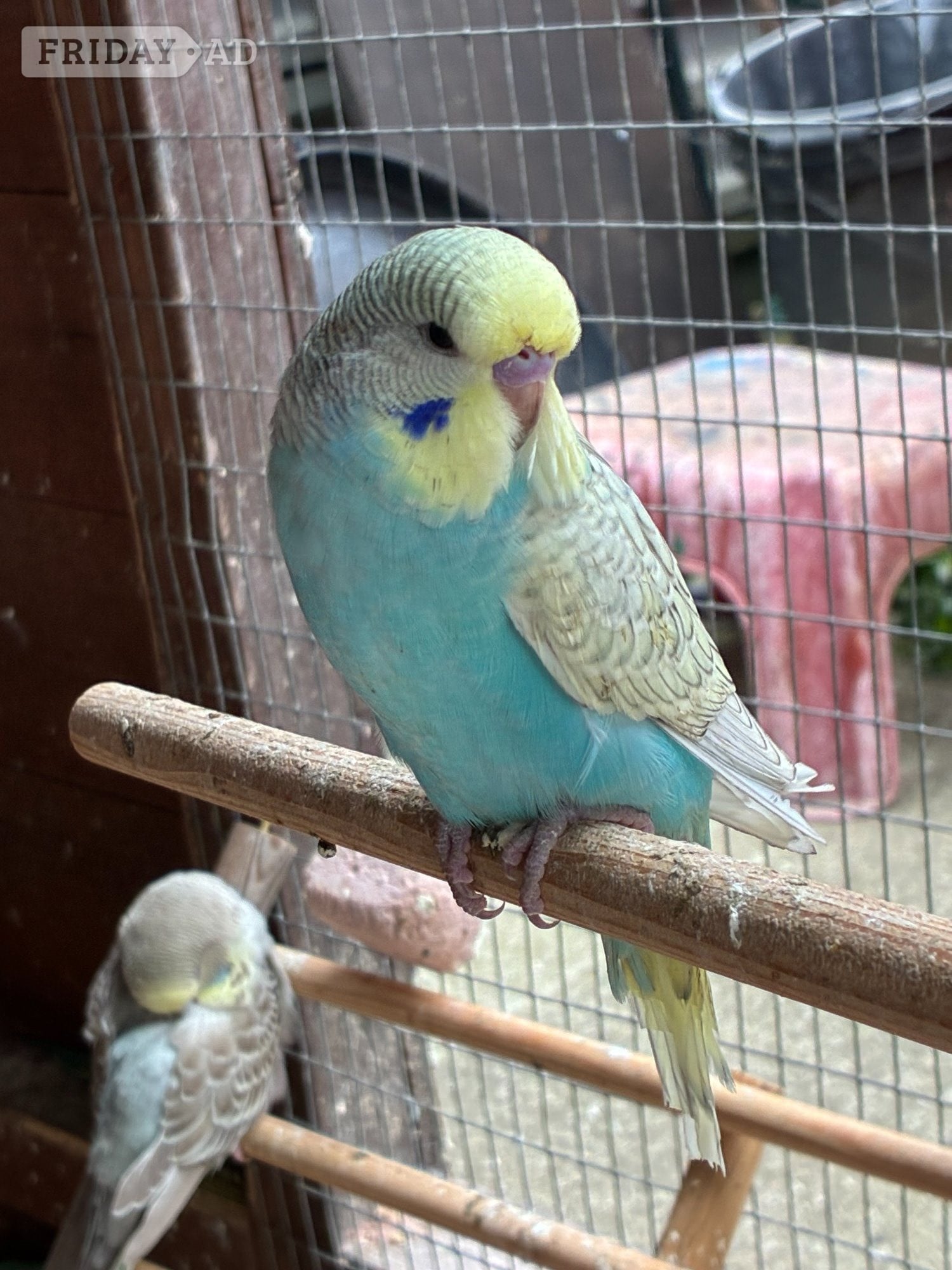 Baby Budgies  for sale - Other Pets