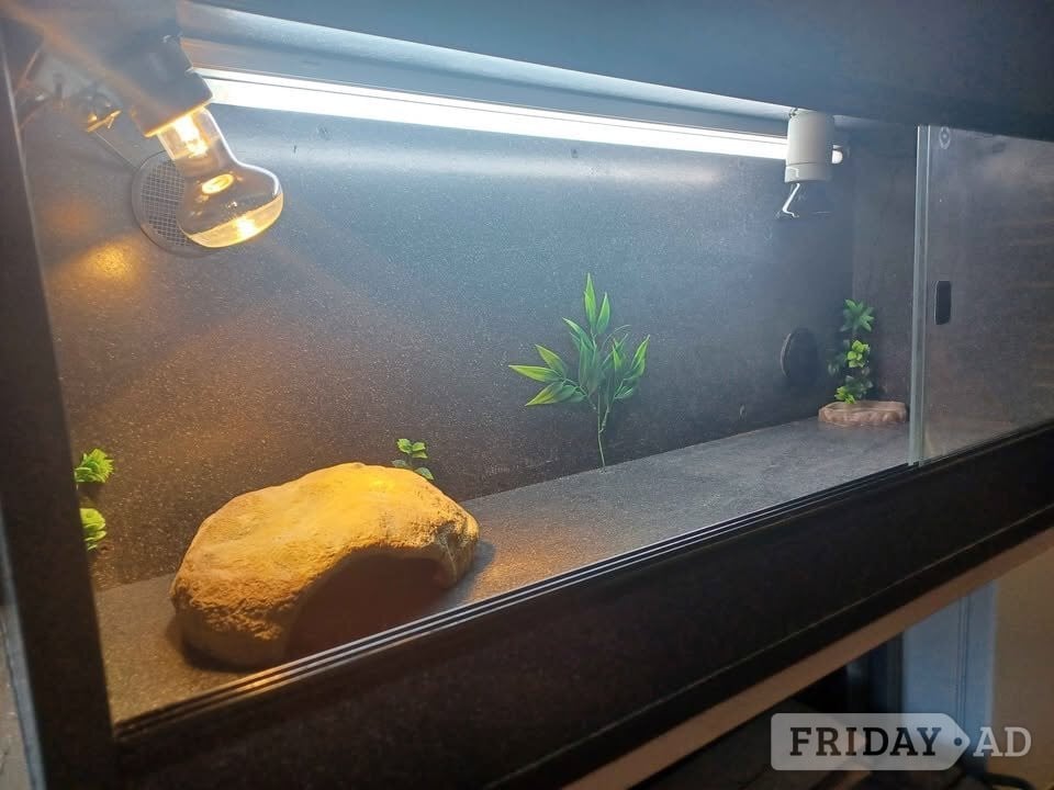 Gillingham Vivarium LARGE with electrics