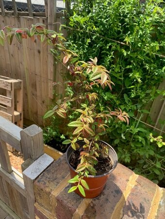 1 Cotoneaster Bush 