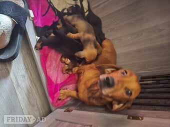 Dachshund for sale 