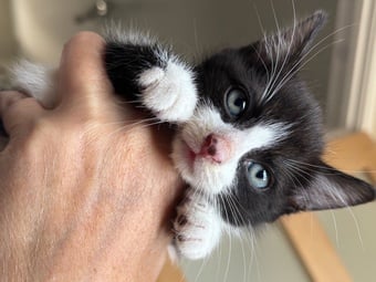 Black and White fluffy kittens 