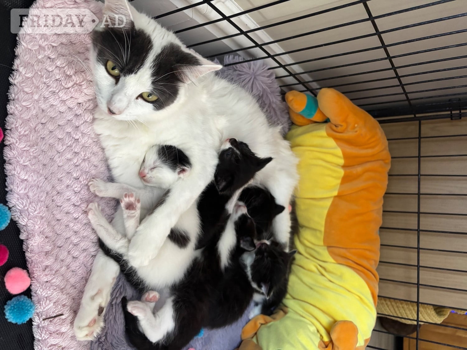 Black and White fluffy kittens  in Hastings