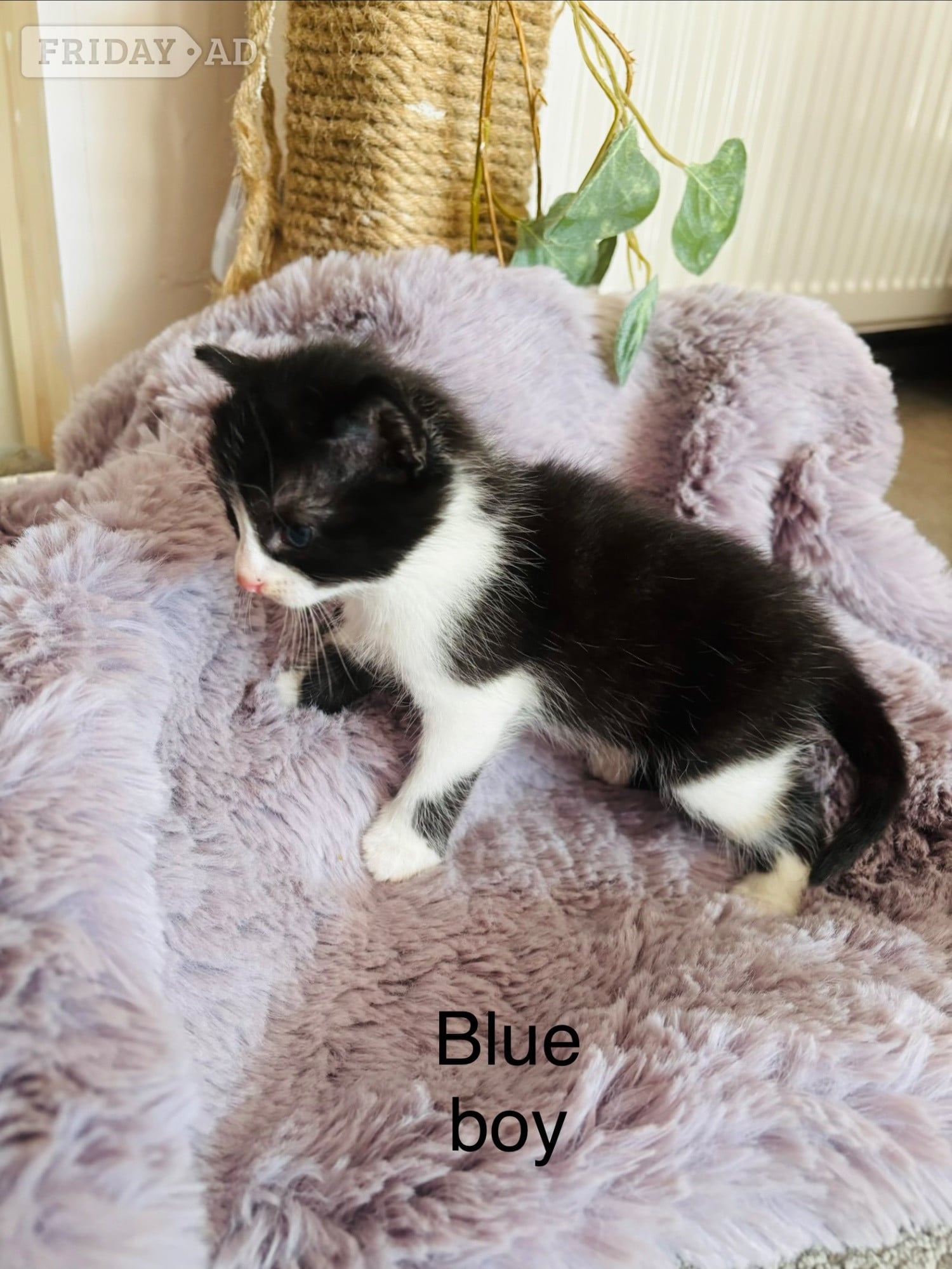 Black and White fluffy kittens 