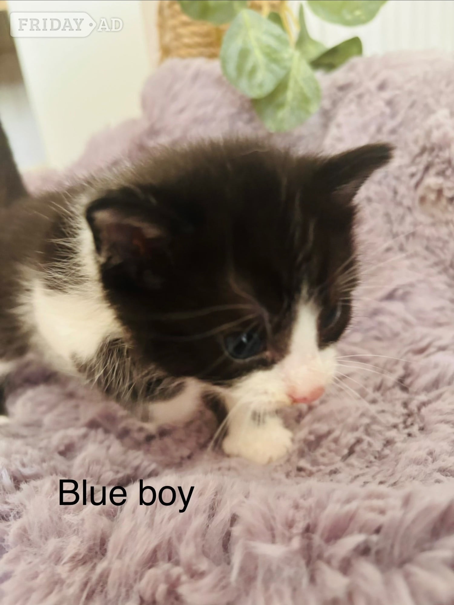 Hastings Black and White fluffy kittens 