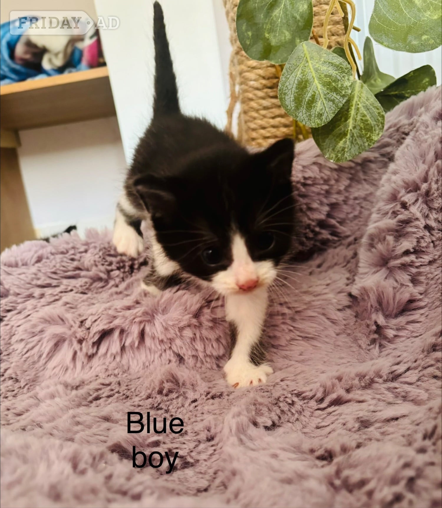 Black and White fluffy kittens  - Cats & Kittens in Hastings