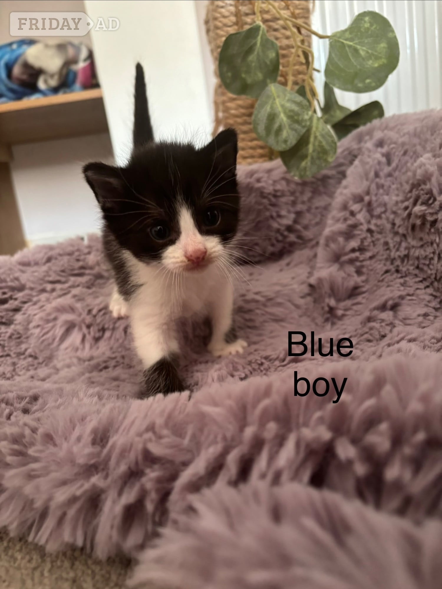 Black and White fluffy kittens  - Cats & Kittens