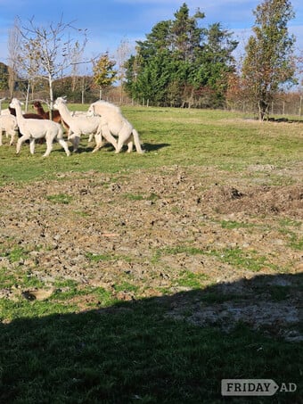 Young Alpacas, many colours 