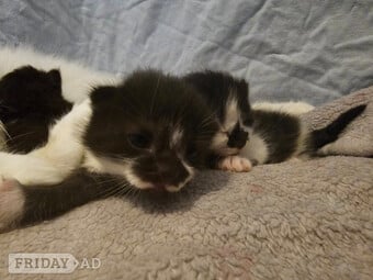 3 kittens  looking for new homes 