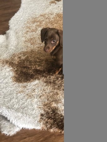 Beautiful miniature smooth haired dachshund