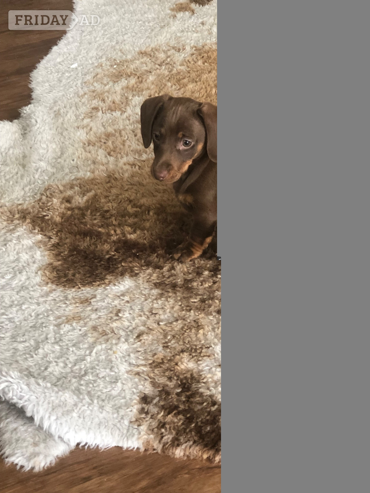 Beautiful miniature smooth haired dachshund in Llandysul