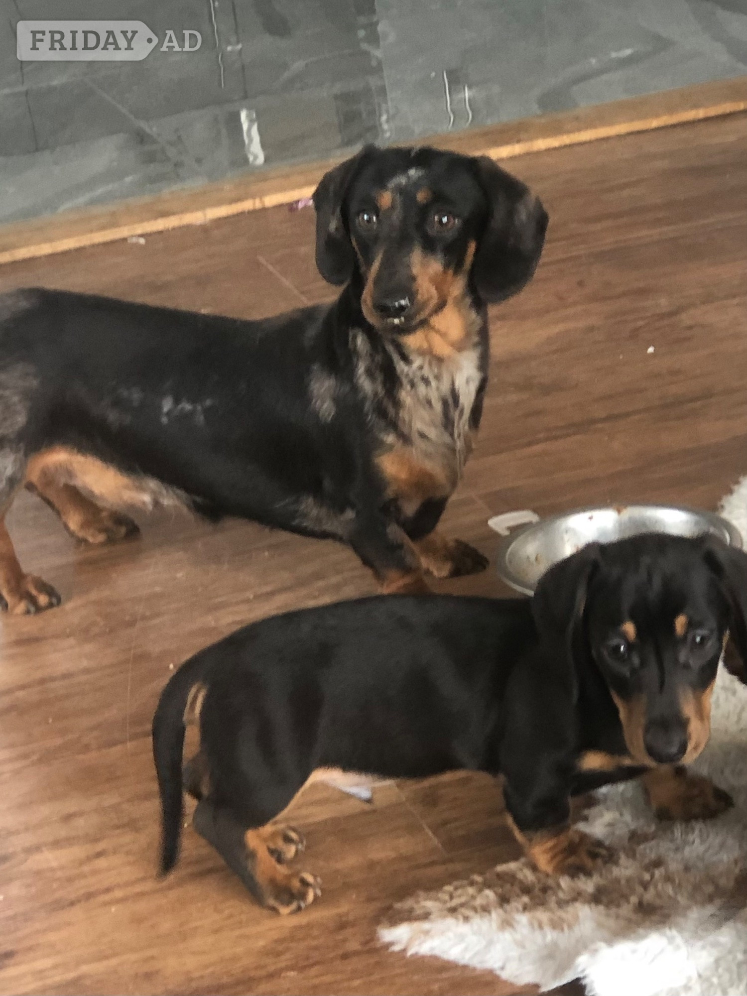 Beautiful miniature smooth haired dachshund - Dogs & Puppies in Llandysul