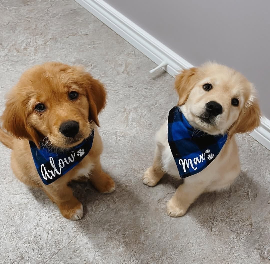 Beautiful Golden Retriever puppies available for new homes in Plymouth