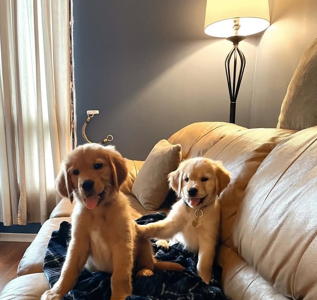 Beautiful Golden Retriever puppies available for new homes