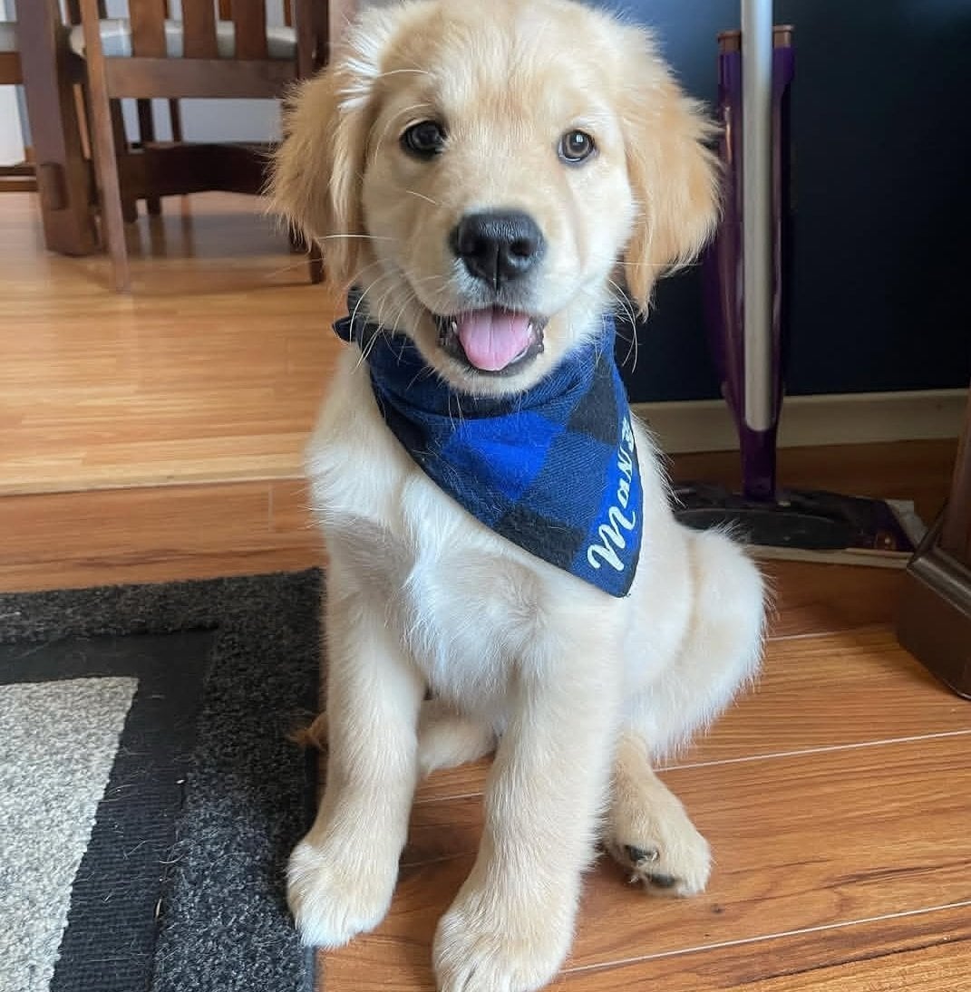 Plymouth Beautiful Golden Retriever puppies available for new homes