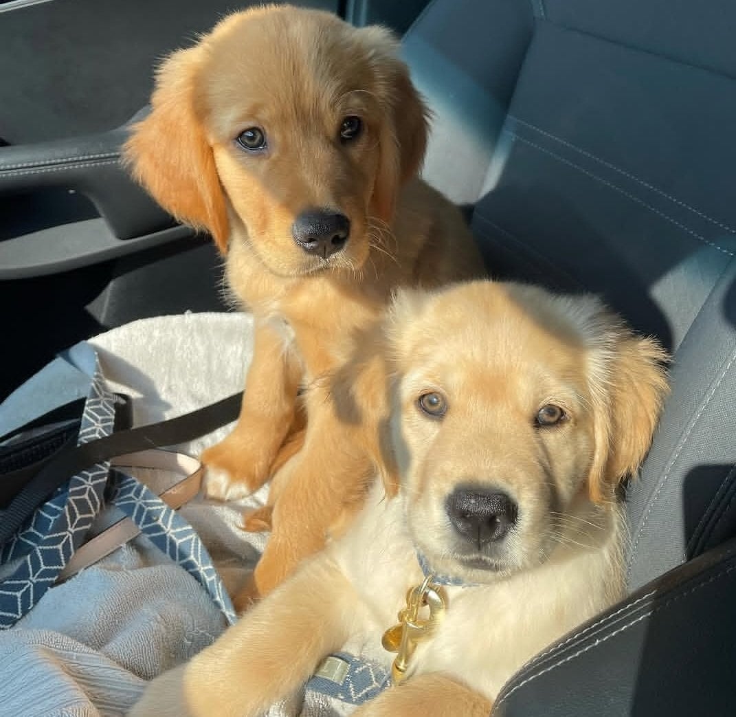 Beautiful Golden Retriever puppies available for new homes - Dogs & Puppies in Plymouth