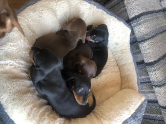 Girl Power ( female miniature smooth haired dachshunds)