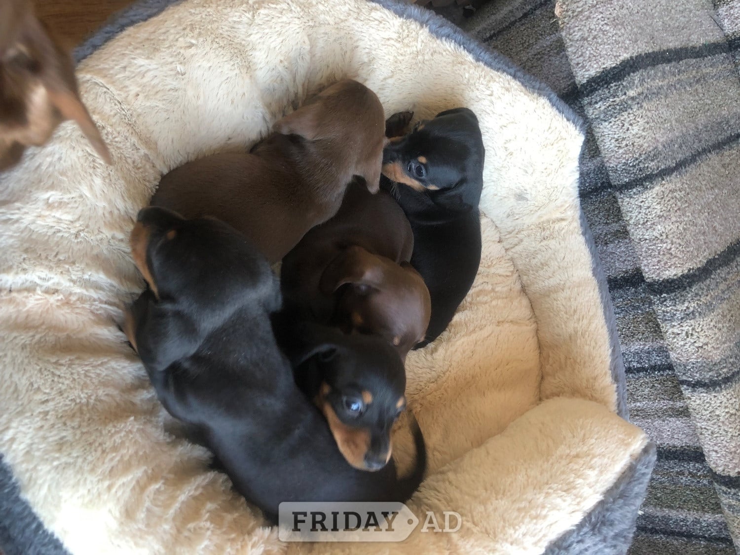 Girl Power ( female miniature smooth haired dachshunds) in Llandysul