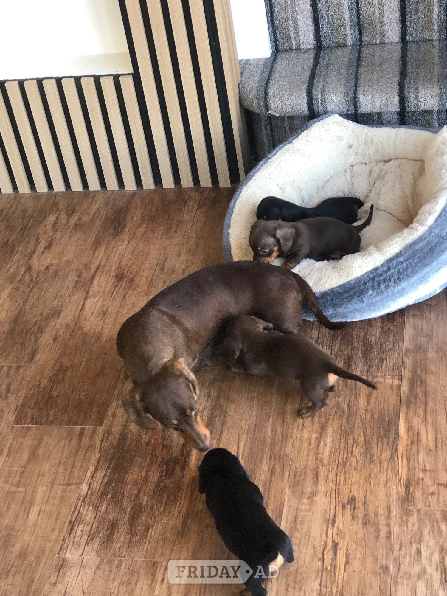 Girl Power ( female miniature smooth haired dachshunds)