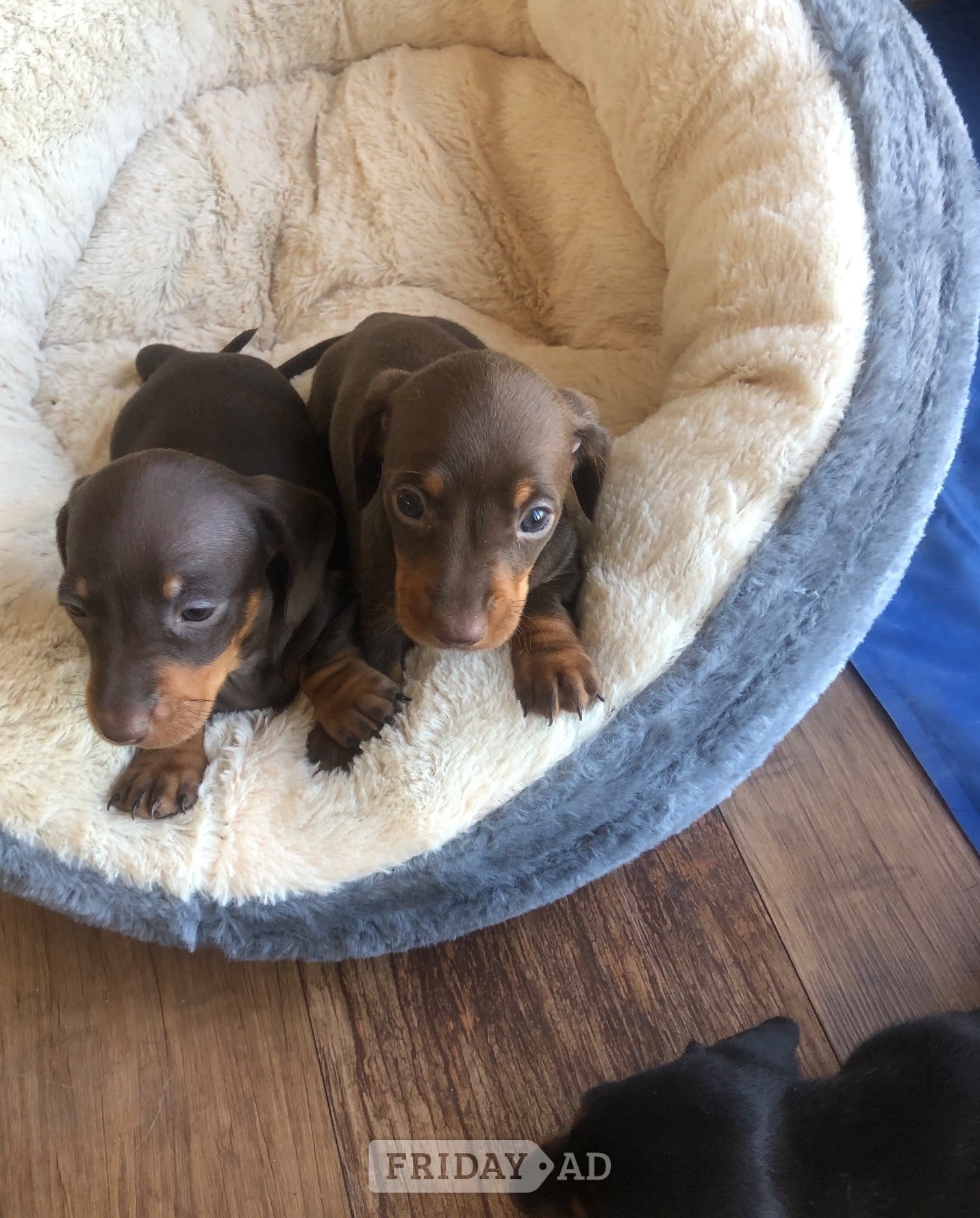 Llandysul Girl Power ( female miniature smooth haired dachshunds)
