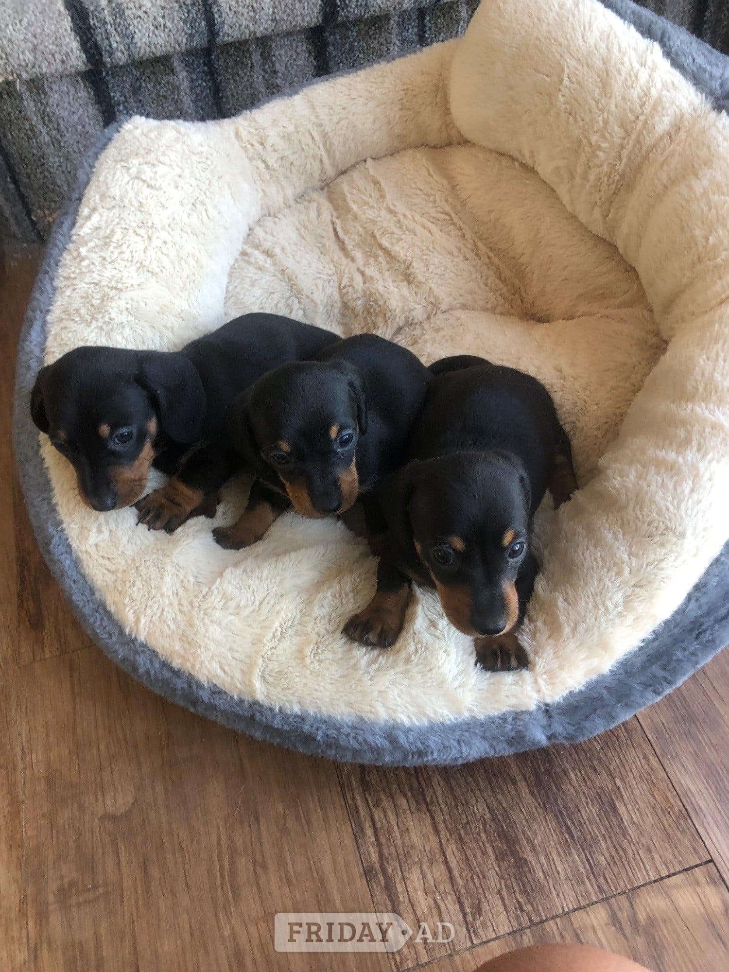 Girl Power ( female miniature smooth haired dachshunds) - Dogs & Puppies in Llandysul