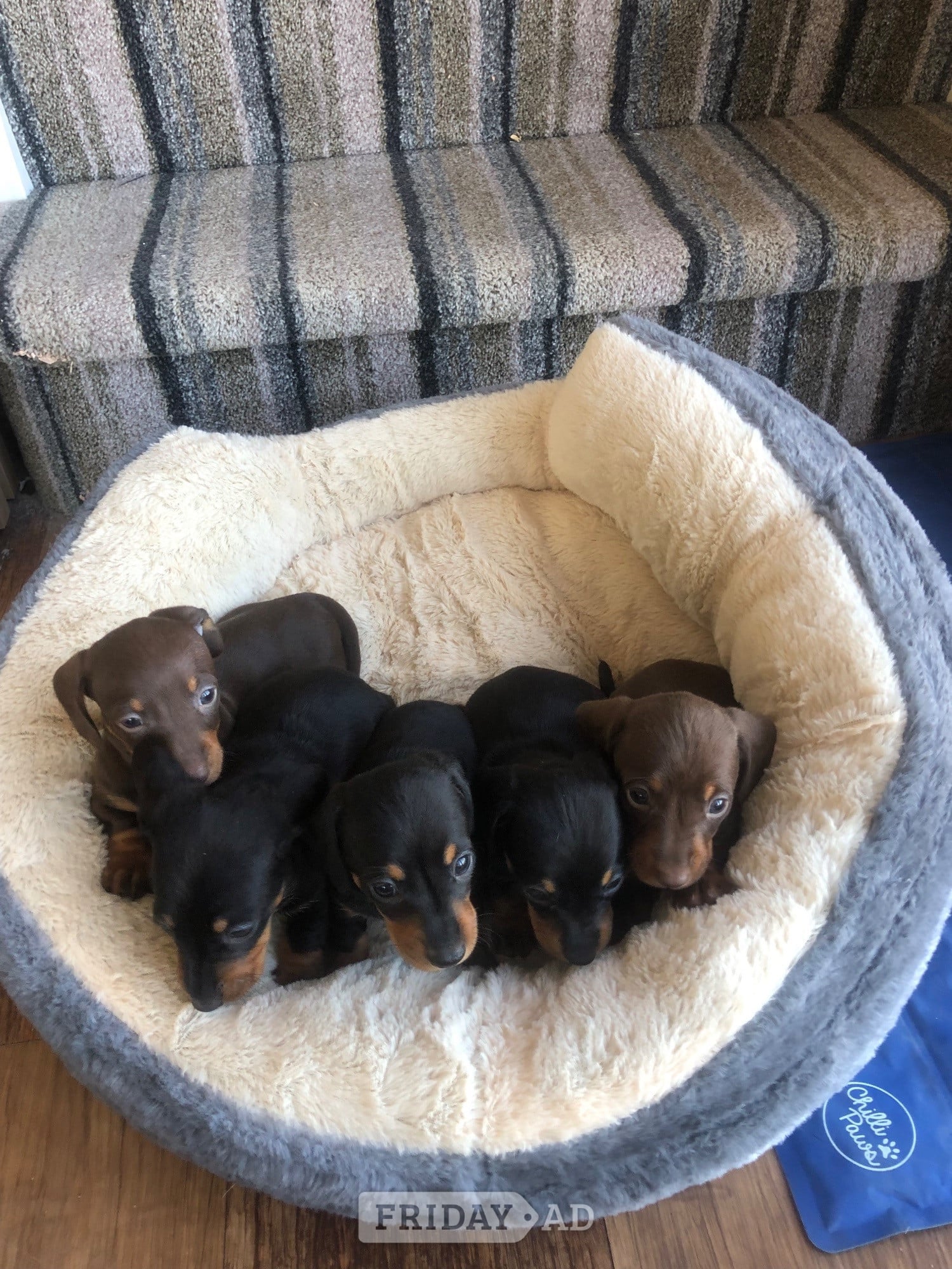 Girl Power ( female miniature smooth haired dachshunds) - Dogs & Puppies