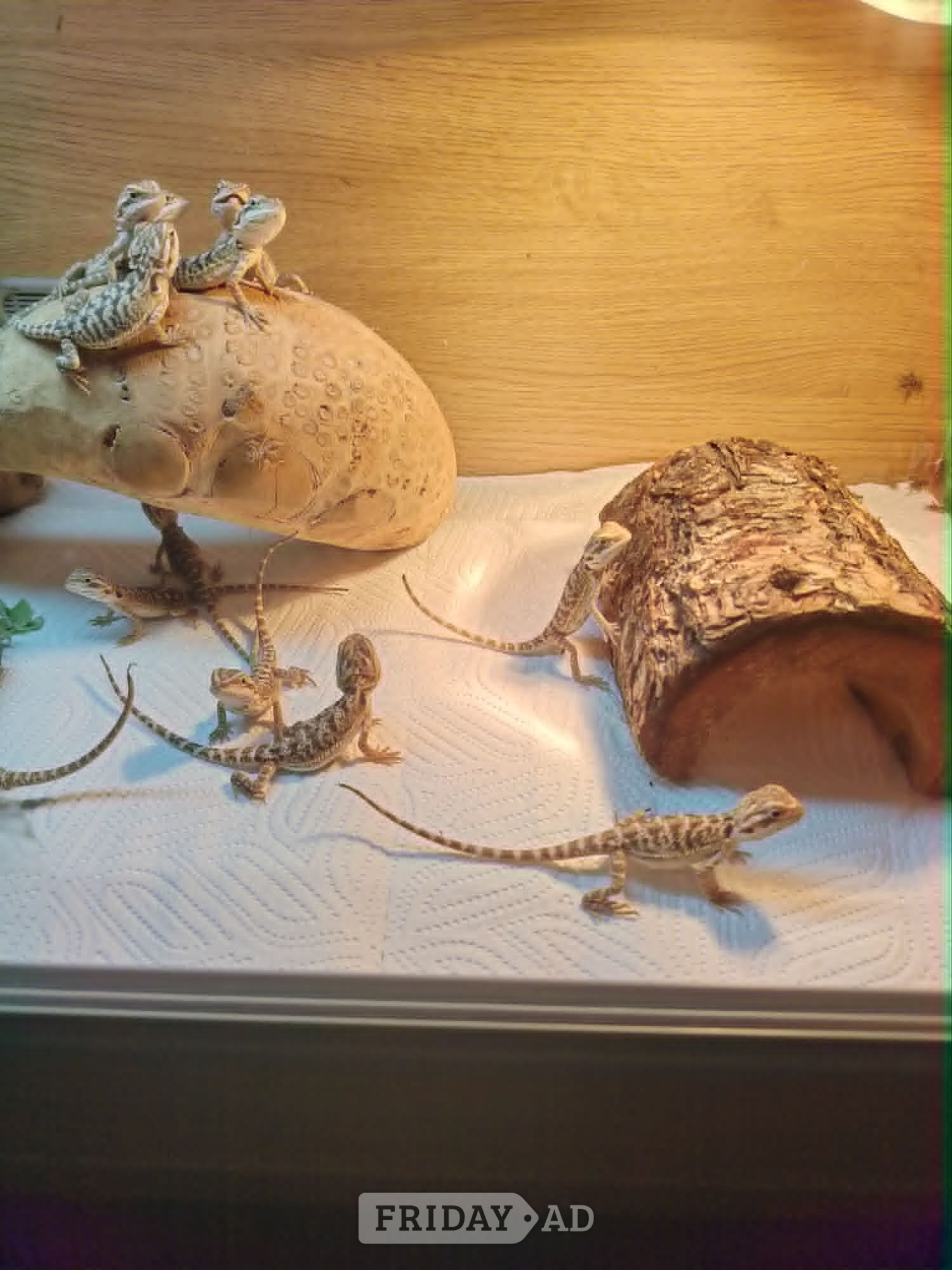 baby bearded dragons in Leicester