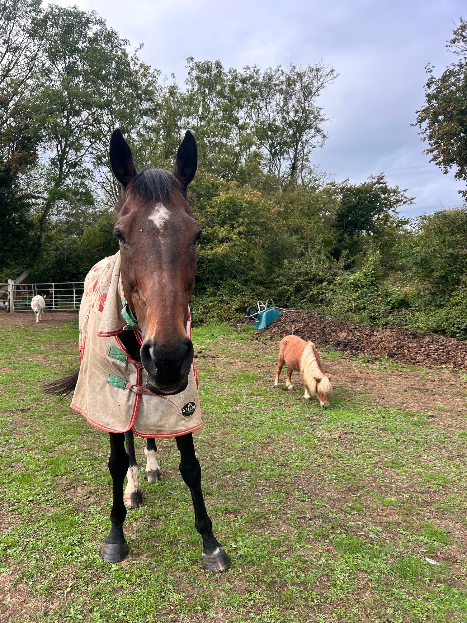 ‼️Companion home wanted‼️ - Horses in Hailsham