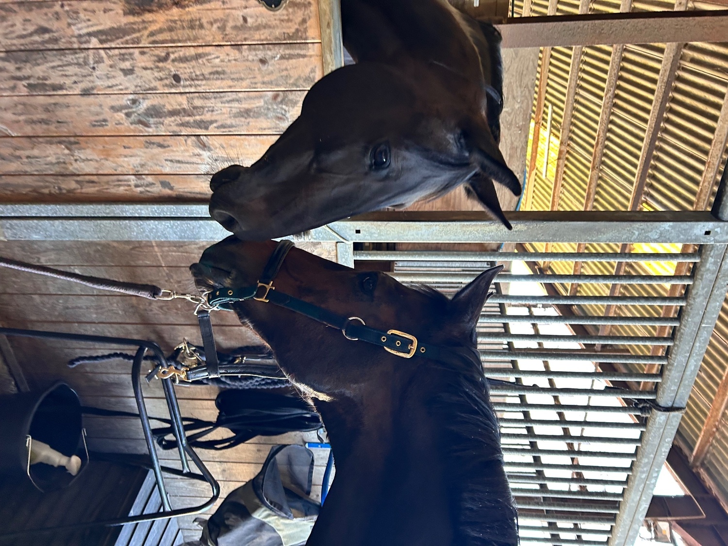 ‼️Companion home wanted‼️ - Horses