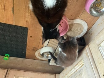 Fluffy Kittens For Sale