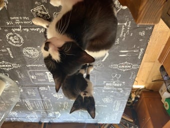 Fluffy Kittens For Sale