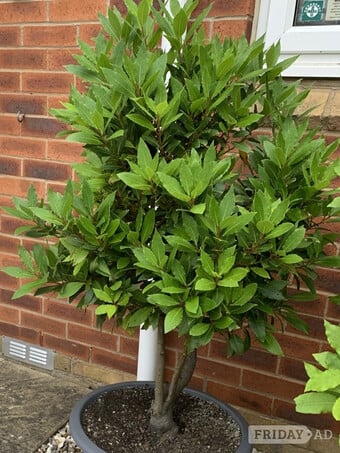 BAY TREE (LAURUS NOBILIS)