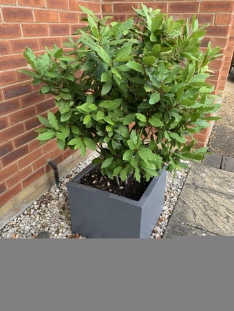 BAY TREE (LAURUS NOBILIS)