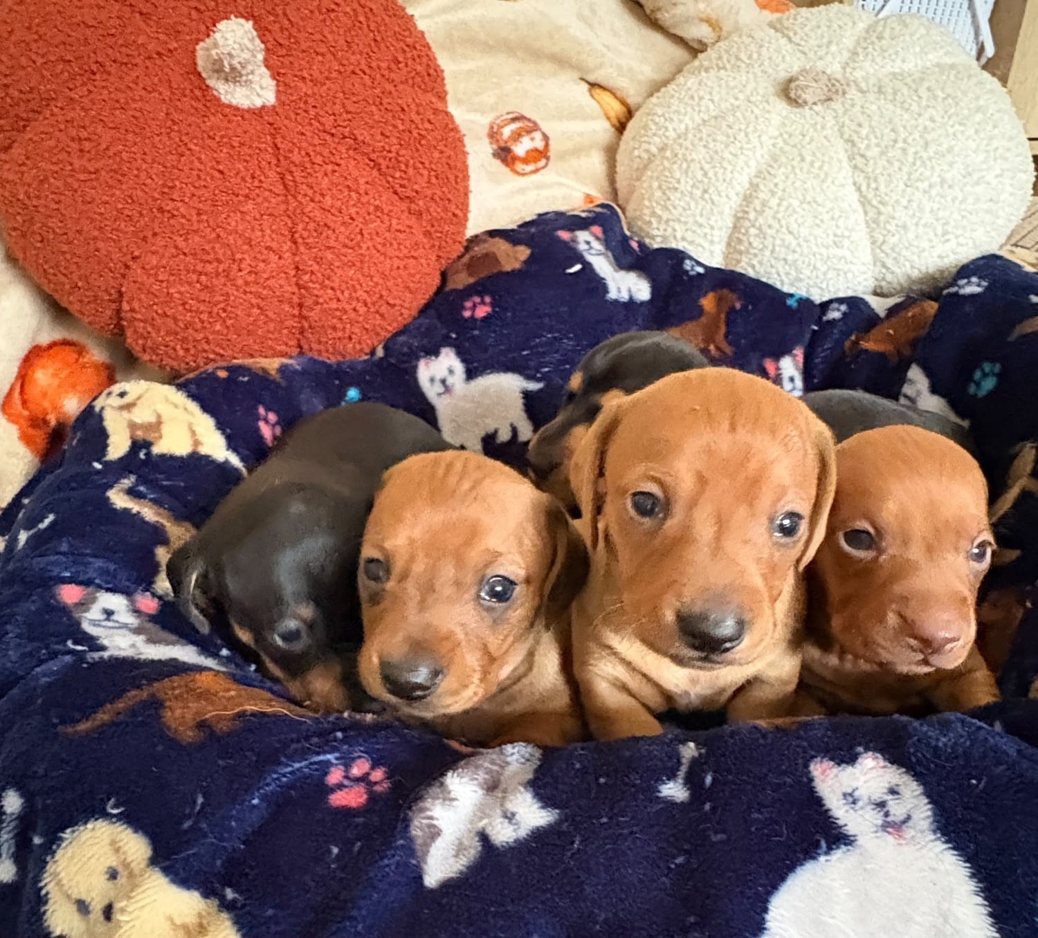 KC reg mini dachshund pups for sale 