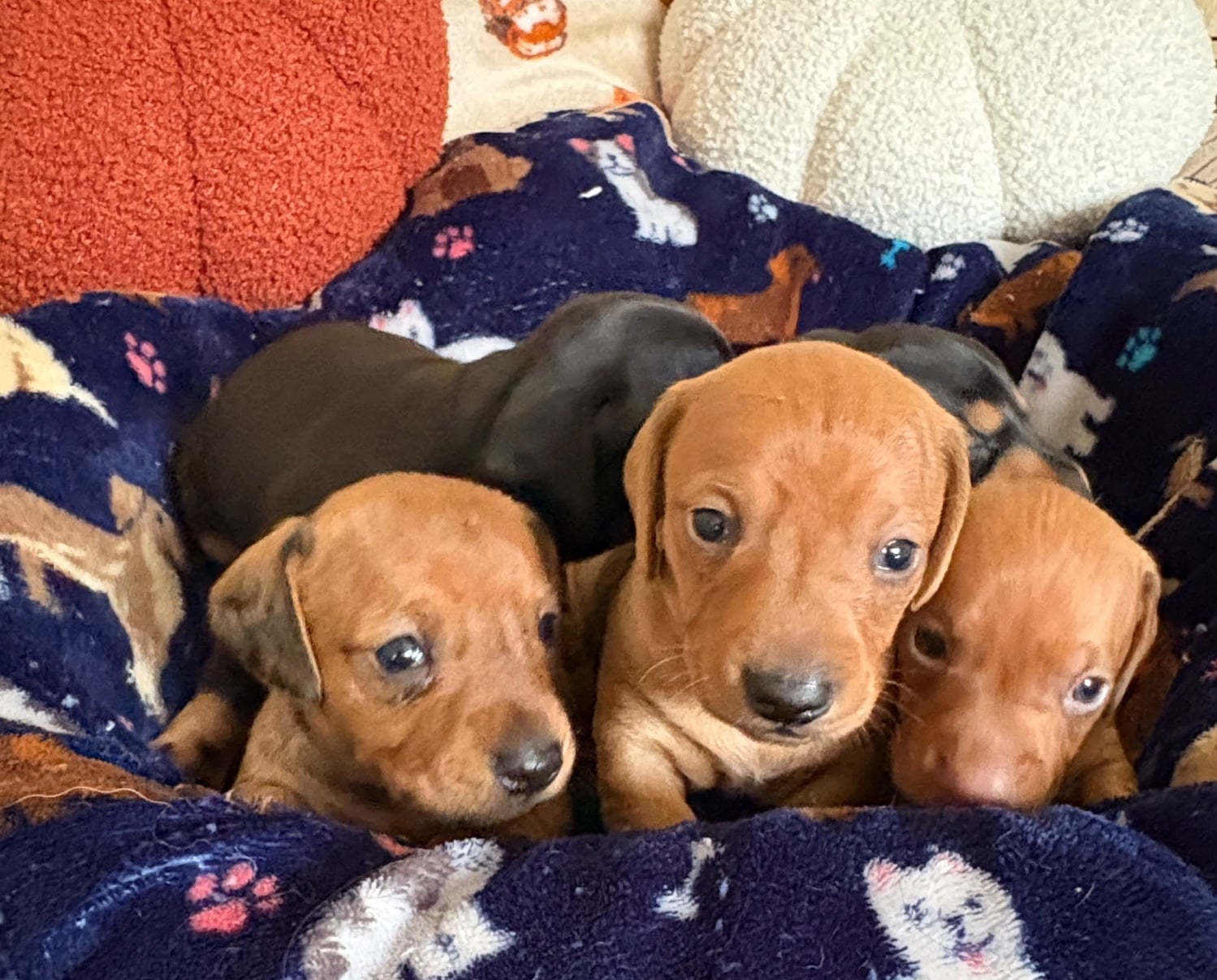 Wisbech KC reg mini dachshund pups for sale 